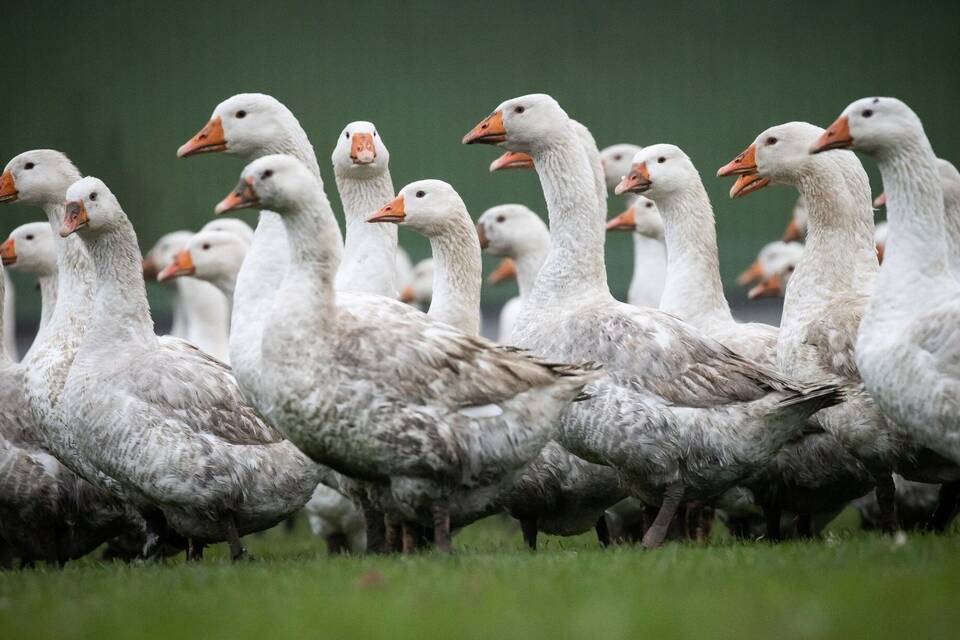 Gänse Gänse