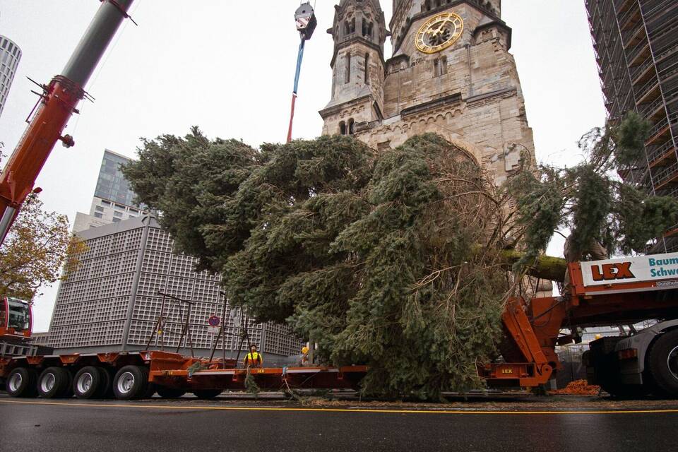 Weihnachtsbaum für den Breitscheidplatz Weihnachtsbaum für den Breitscheidplatz