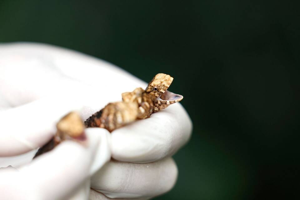 Krokodilschwanzechse Krokodilschwanzechse