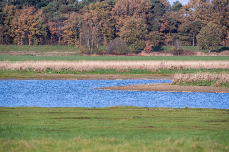 Schlafplatz für Zwergschwan Schlafplatz für Zwergschwan
