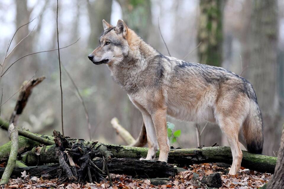 Wolf Wolf