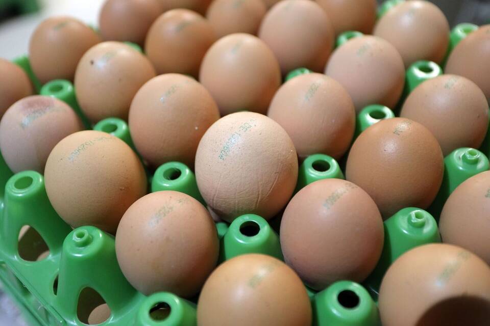 Eier Eier