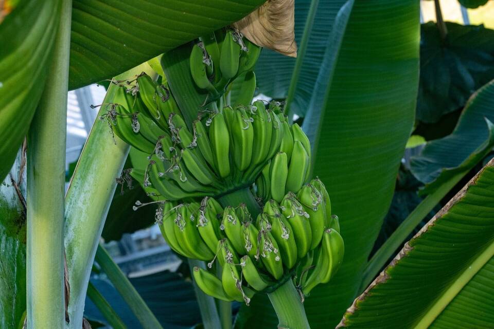 Bananenpflanze Bananenpflanze