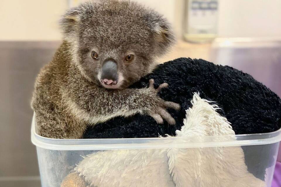 Koala Koala