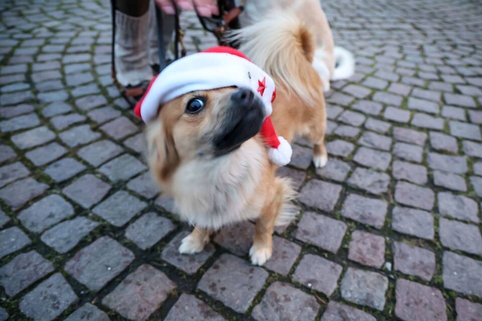 Hund Hund