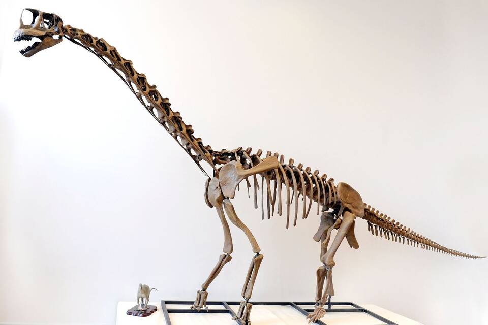 Langhals-Dinosaurier «Europasaurus» Langhals-Dinosaurier «Europasaurus»
