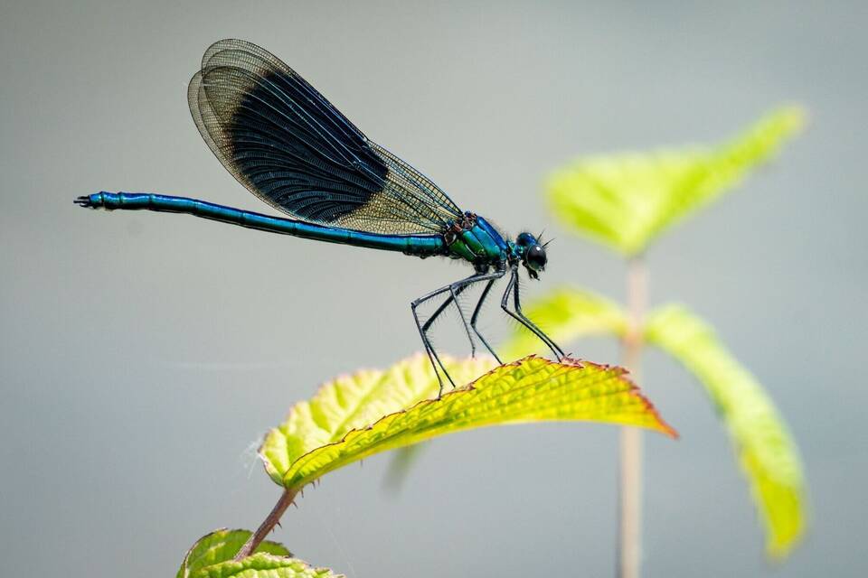 Libelle am Rhein Libelle am Rhein