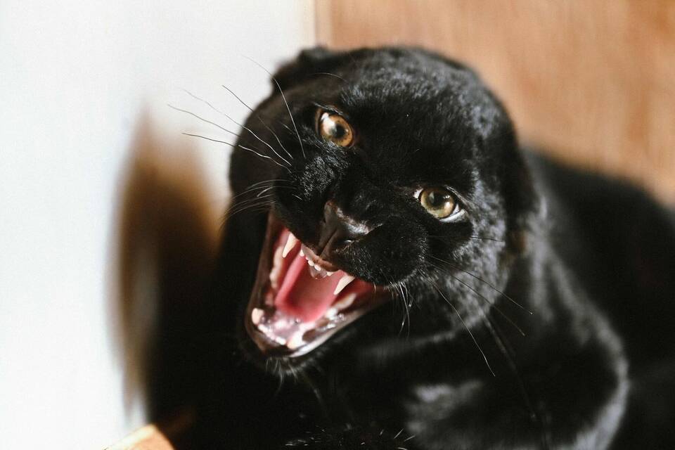 Panther-Weibchen Kiara