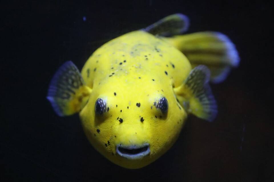 Fisch