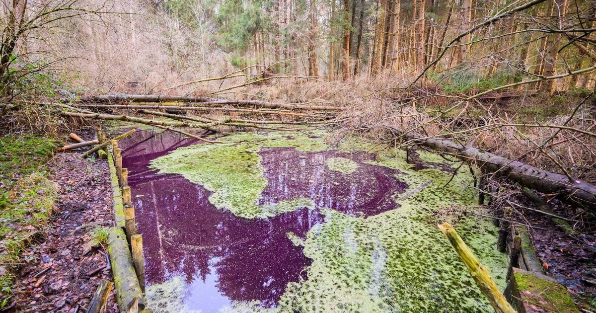 Farbstoff für mehr Energie Bunter Teich mithilfe von Bakterien Klaro
