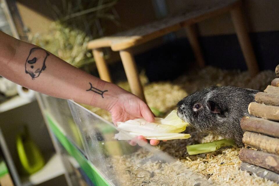 Meerschwein Meerschwein