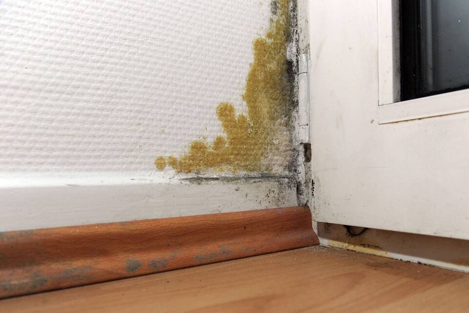 Schimmel in der Wohnung Schimmel in der Wohnung