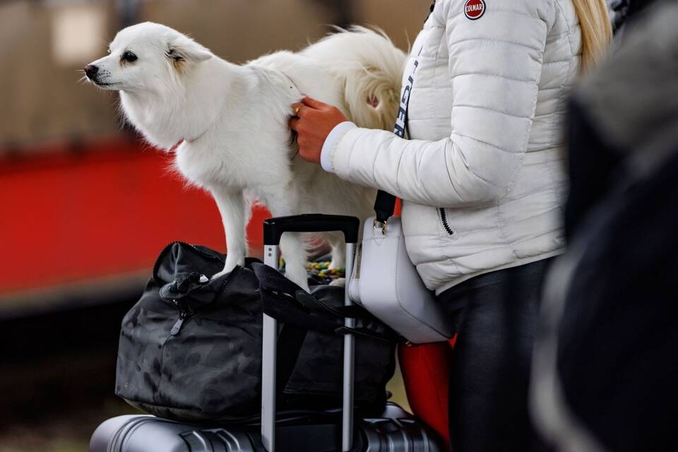 Reisen mit Hund Reisen mit Hund
