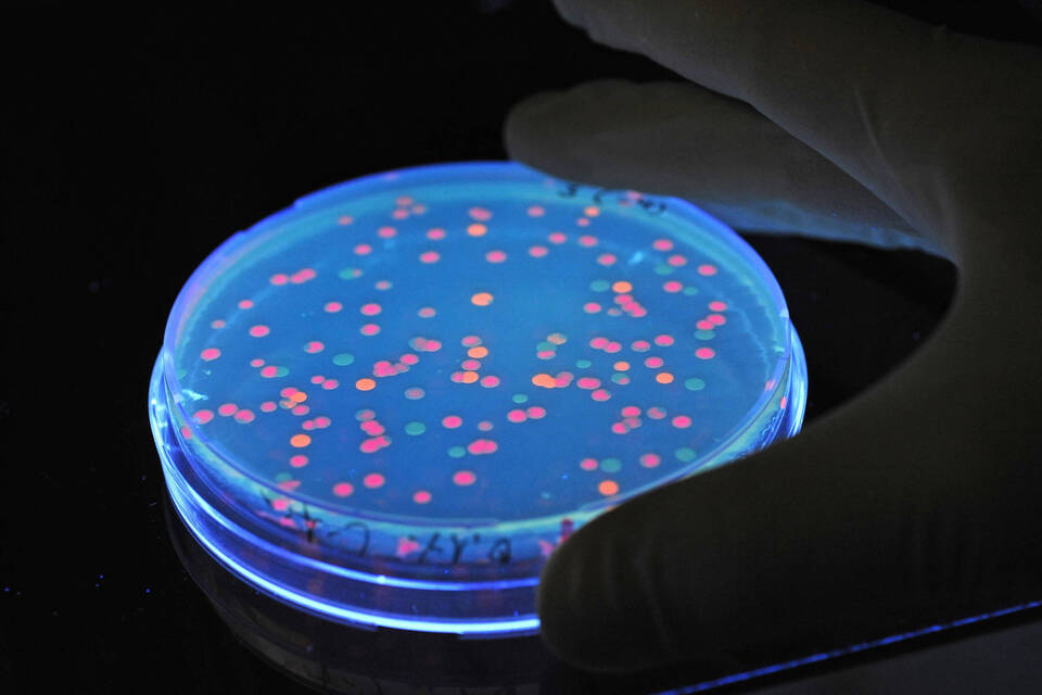 Salmonellen neutrale dpa