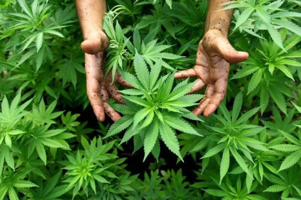 Cannabis Cannabis