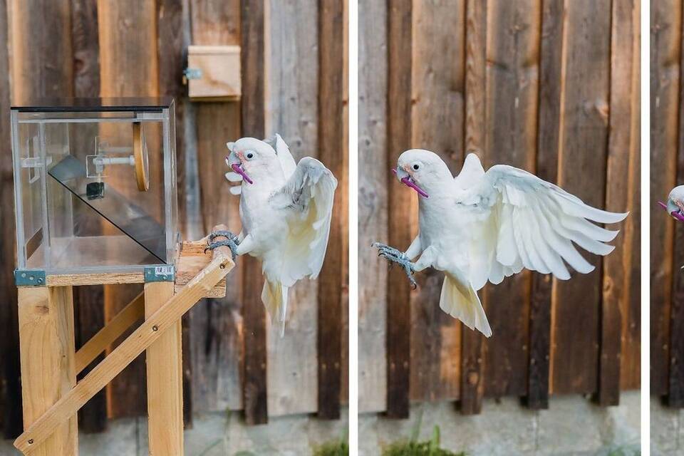 Kakadus Kakadus