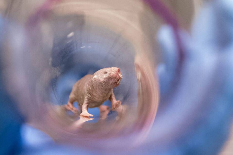 Nacktmullweibchen Nacktmullweibchen
