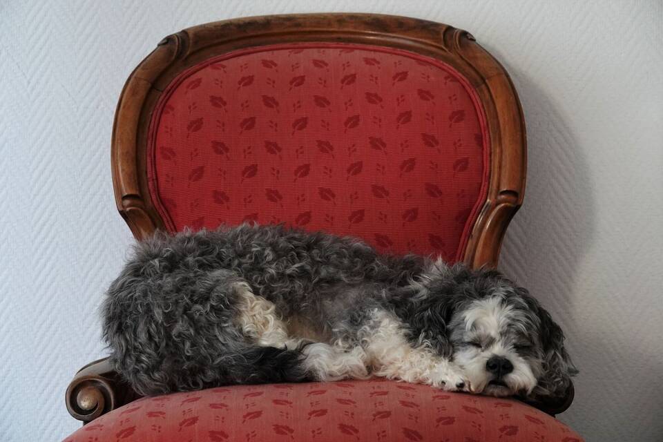 Tiere präparieren Tiere präparieren
