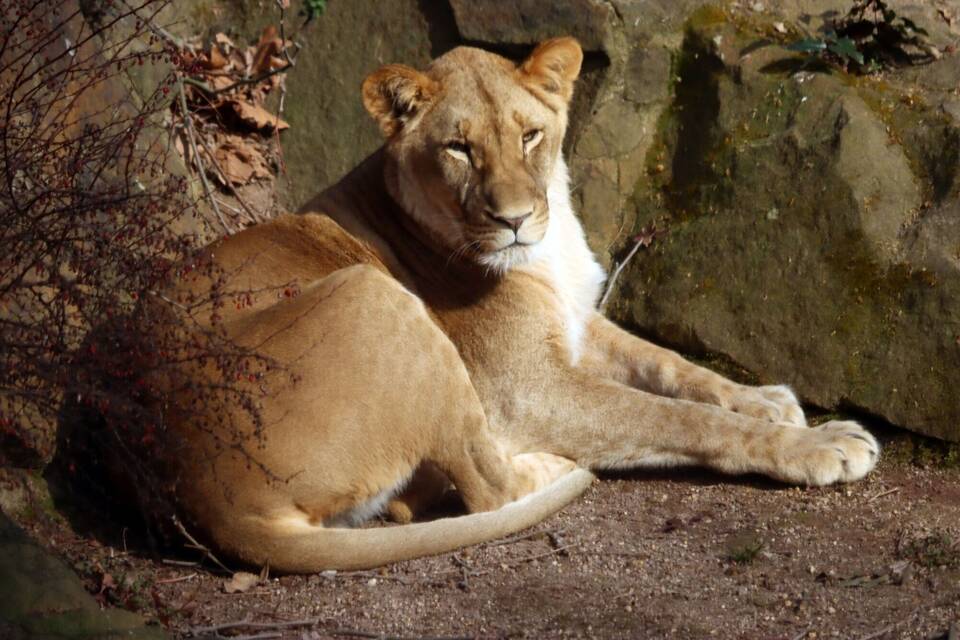 Löwin Löwin