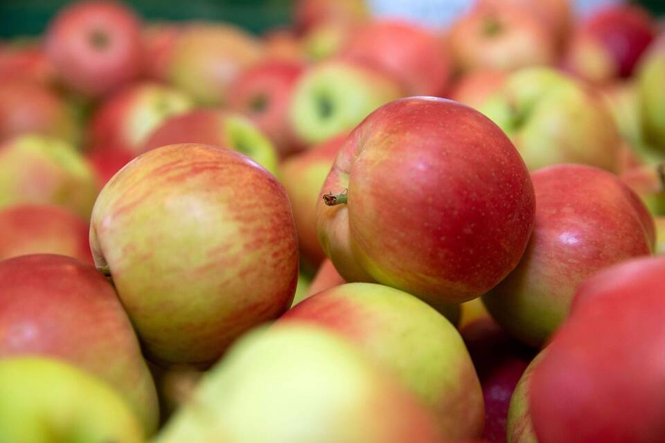Apfelernte Apfelernte