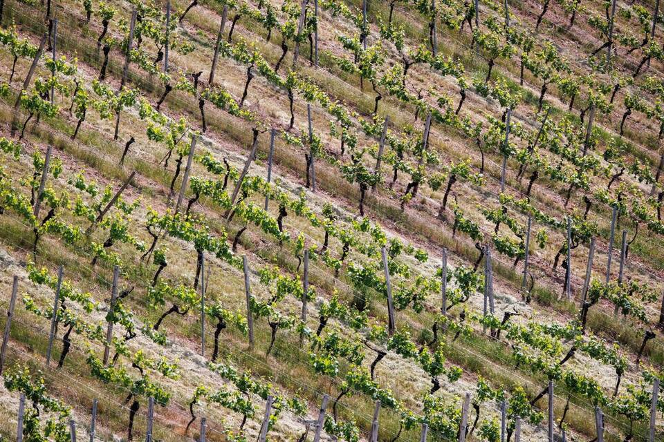 Weinblüte Weinblüte