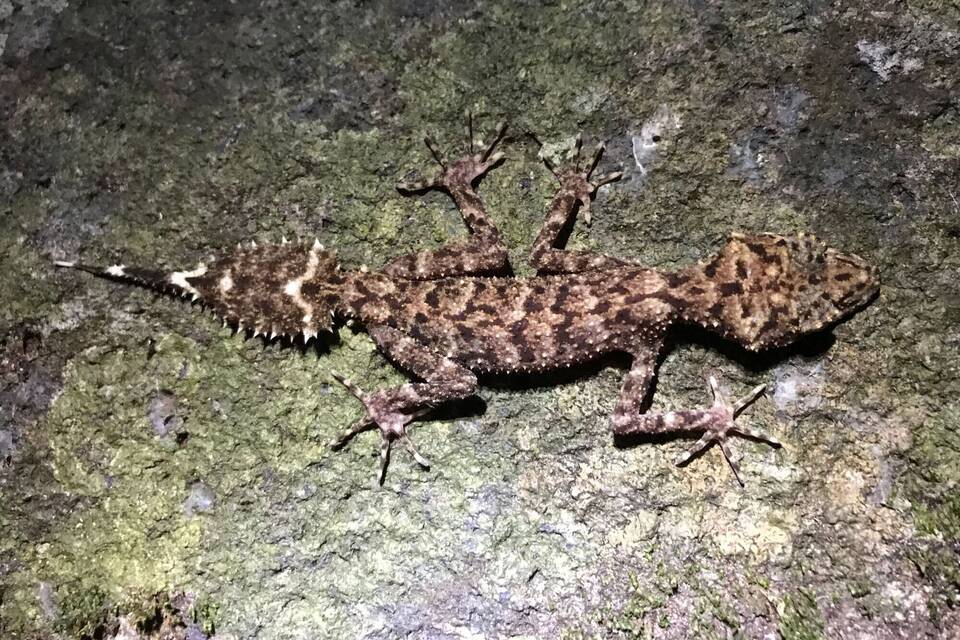 Echse Echse