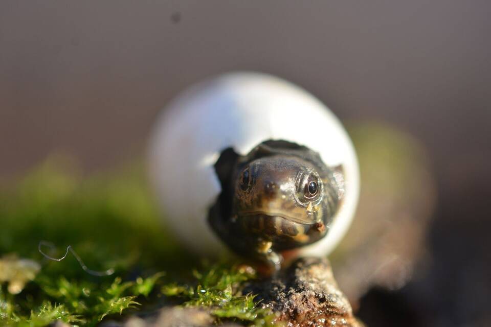 Mini-Schildkröte Mini-Schildkröte