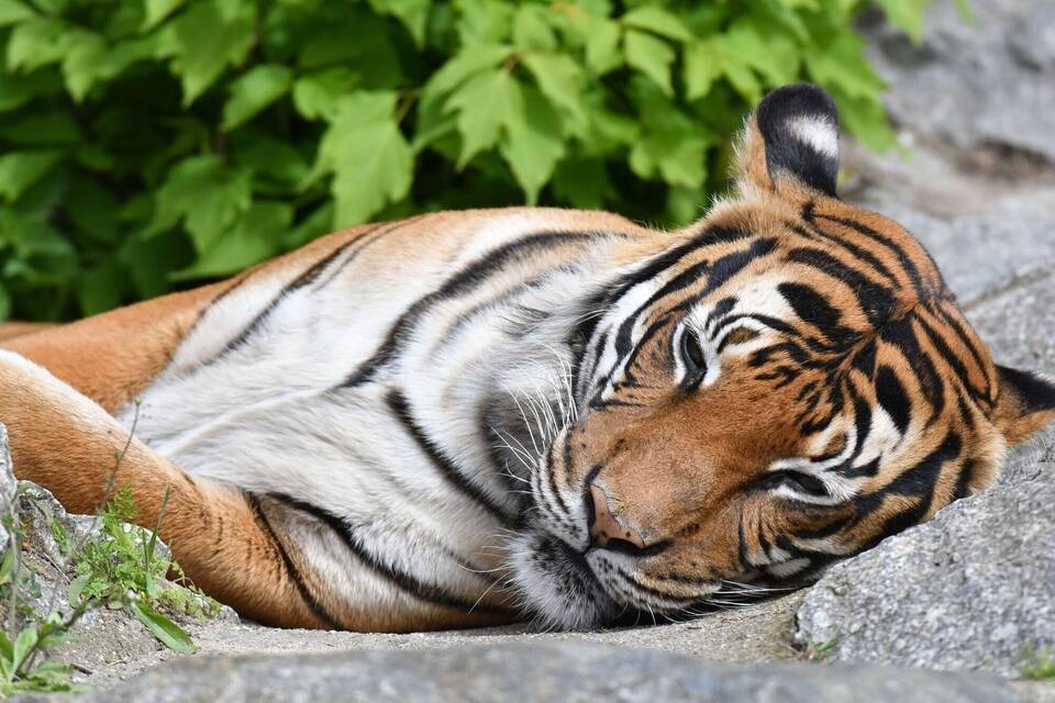 Tiger im Zoo Tiger im Zoo