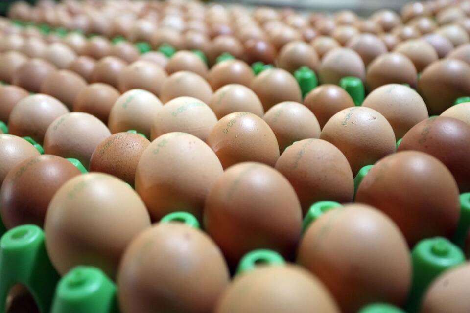 Eier aus ökologischer Erzeugung Eier aus ökologischer Erzeugung