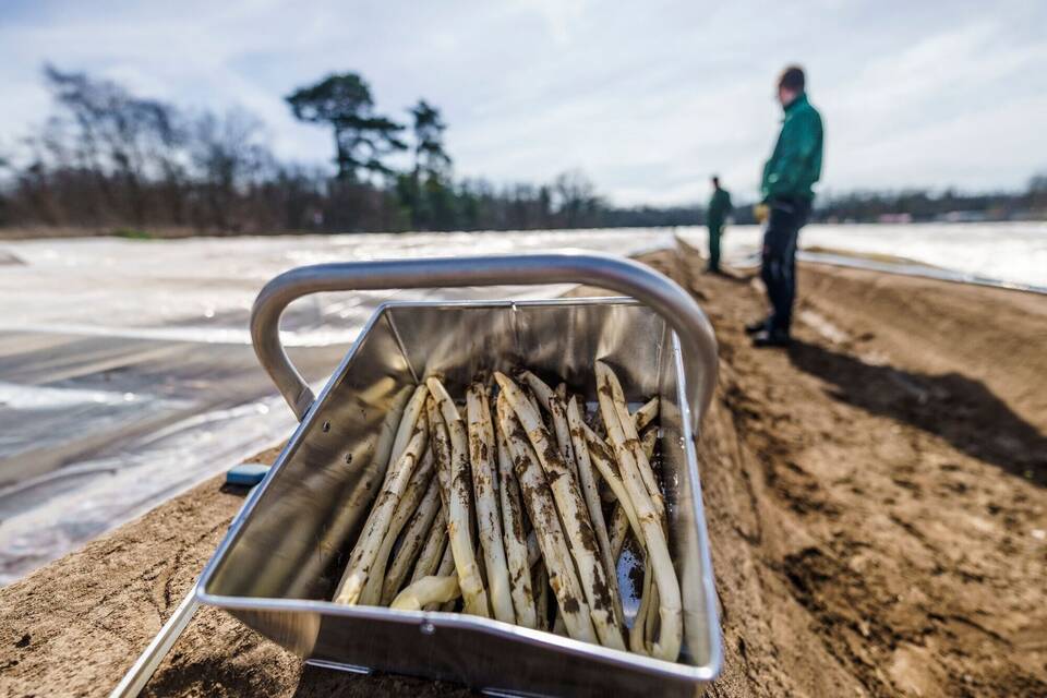 Spargel Spargel