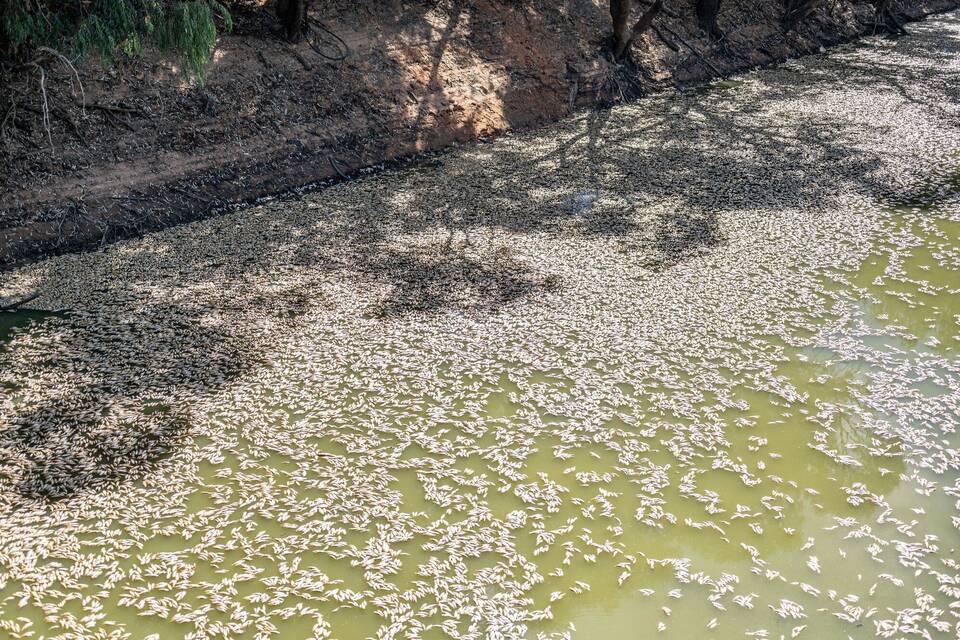 Fischsterben Fischsterben