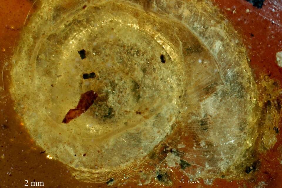 99 Millionen alte fossile Schnecke in Colmar 99 Millionen alte fossile Schnecke in Colmar