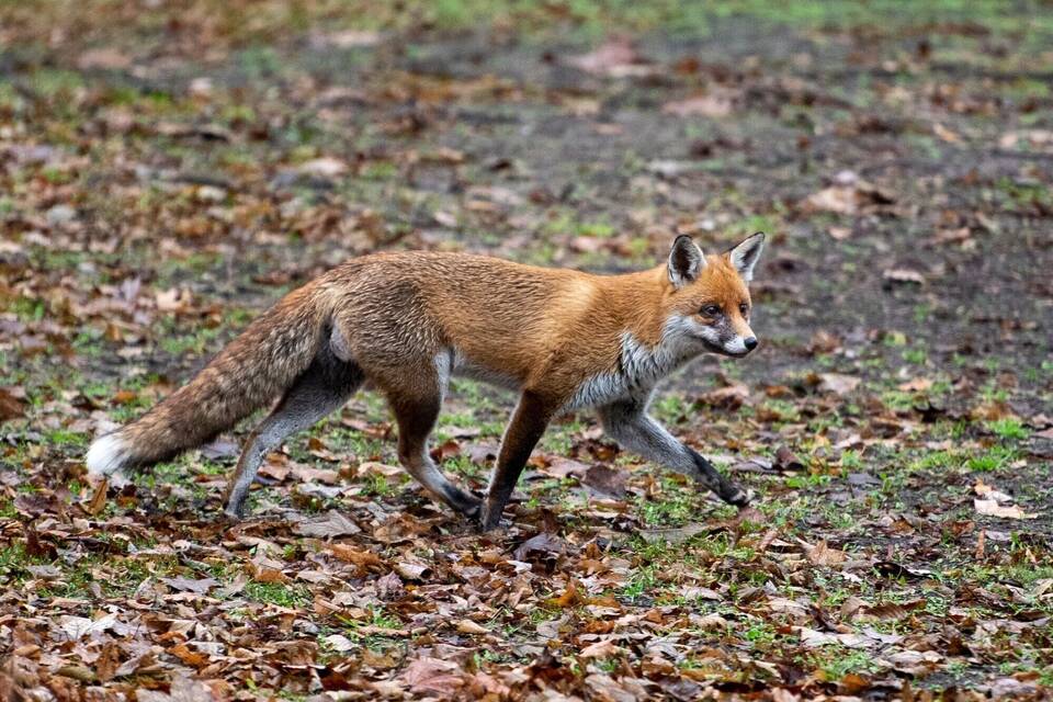 Fuchs Fuchs