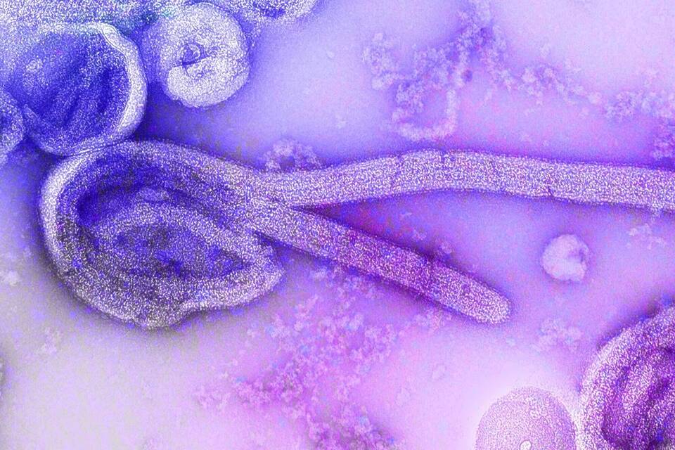 Marburgvirus Marburgvirus