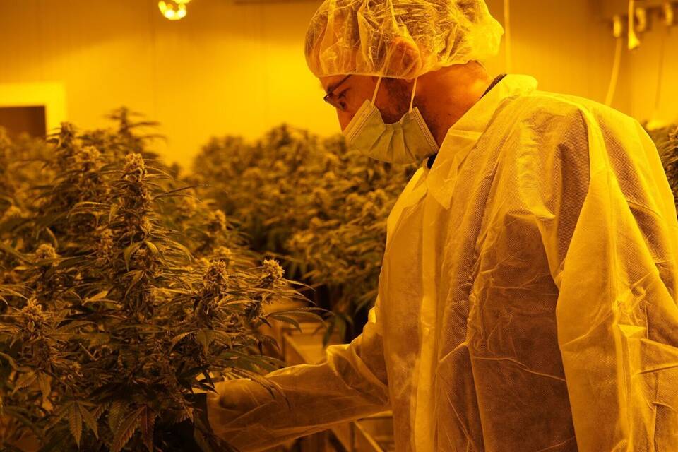 Cannabis-Legalisierung Cannabis-Legalisierung