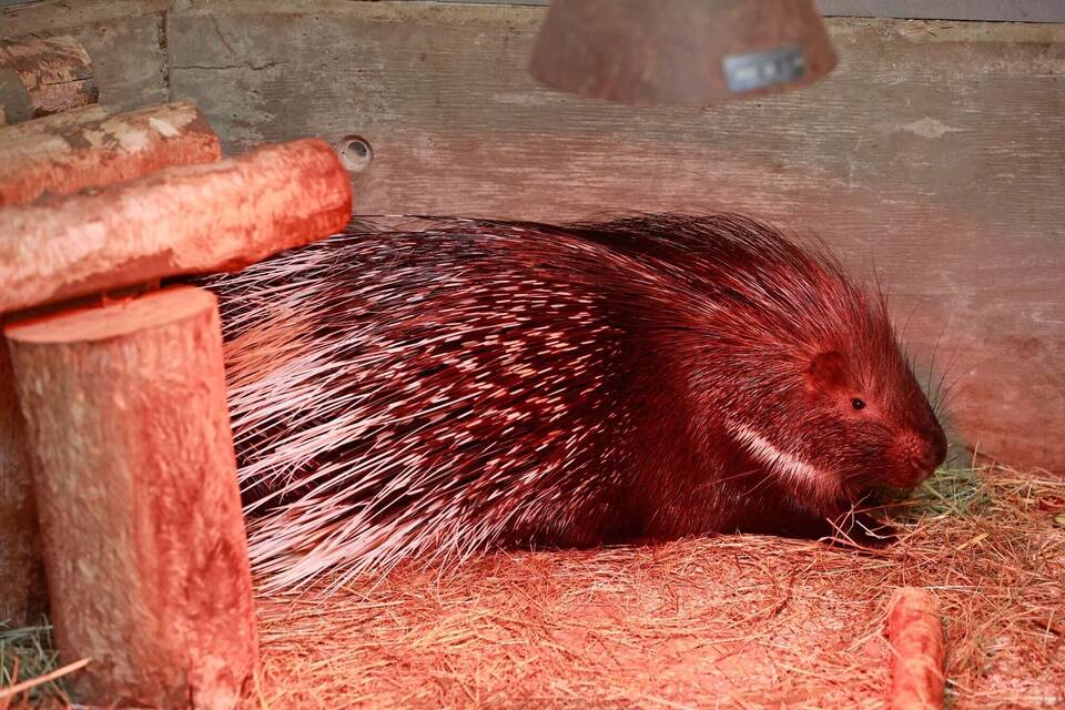 Tiere im Zoo Vermisste Stachelschweine sind zurück Klaro! Rhein