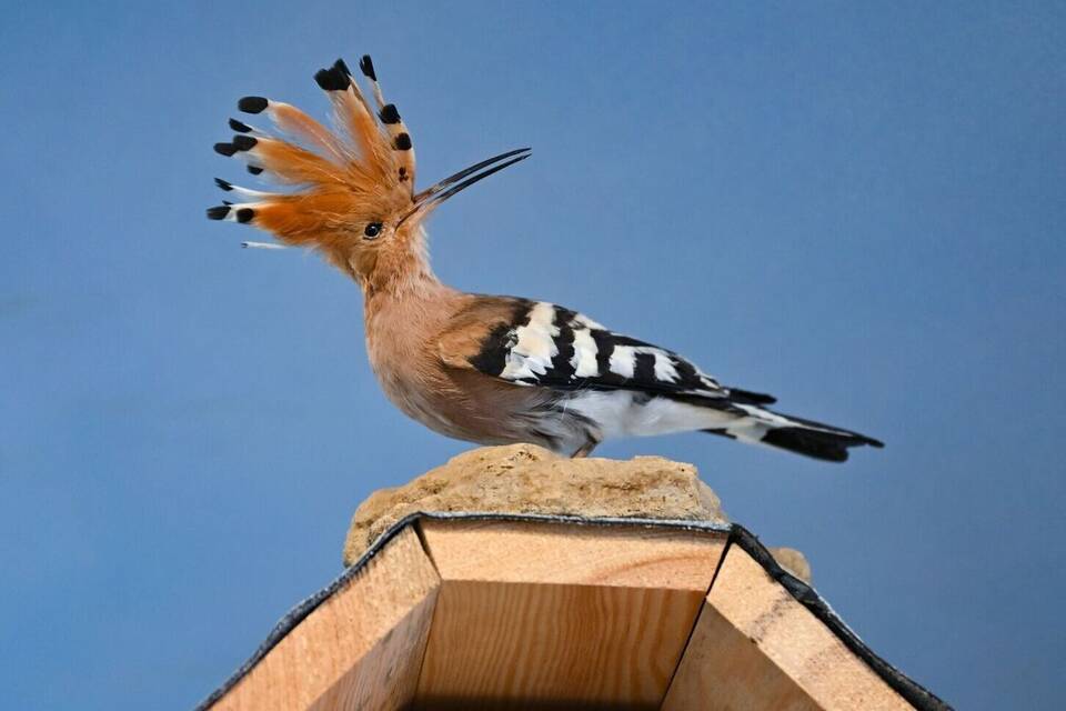 Wiedehopf Wiedehopf