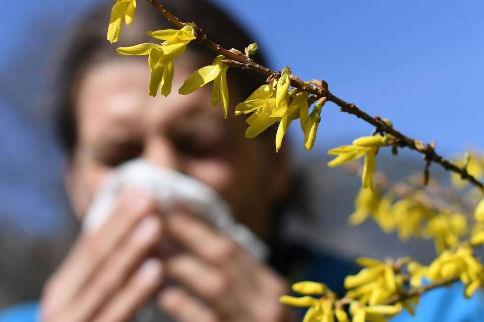 Blütenpollen Blütenpollen