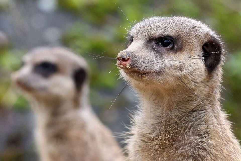 Erdmännchen