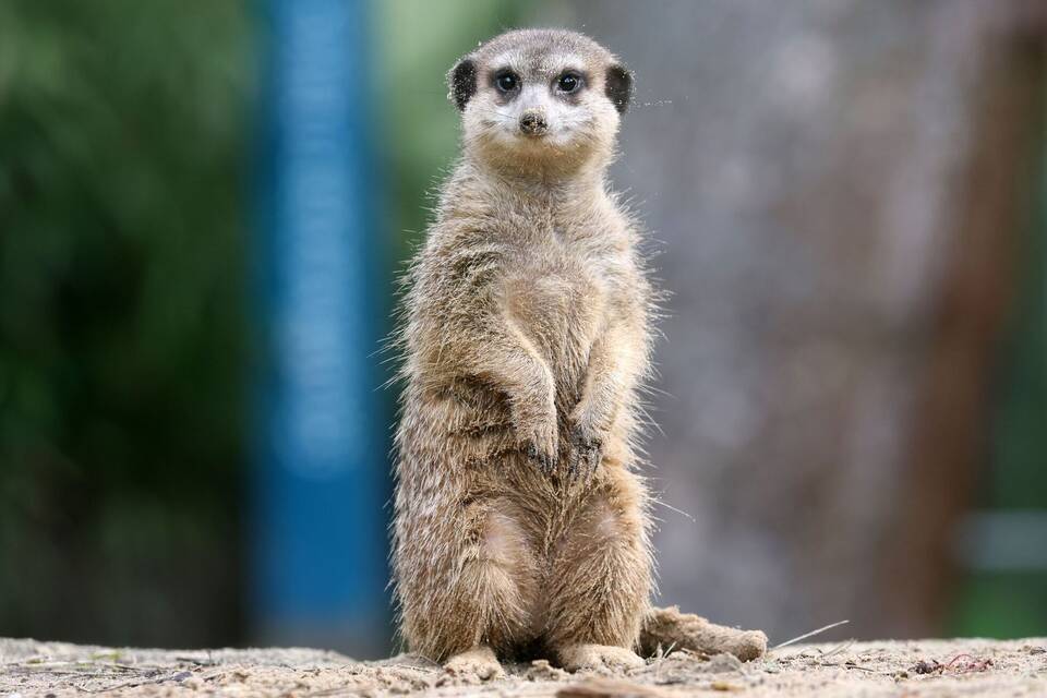 Erdmännchen Erdmännchen
