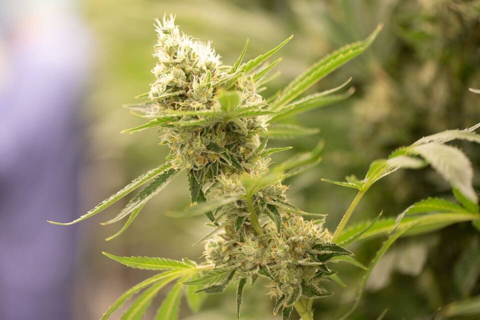 Cannabis-Legalisierung Cannabis-Legalisierung