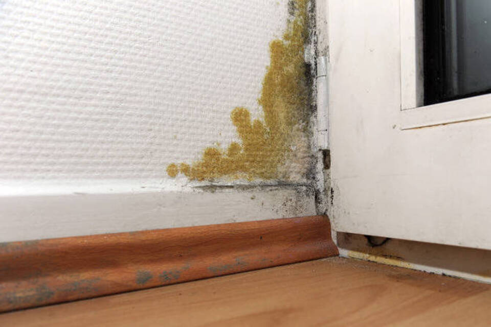 Schimmel in der Wohnung - ein Grund für eine Mietminderung Schimmel in der Wohnung - ein Grund für eine Mietminderung