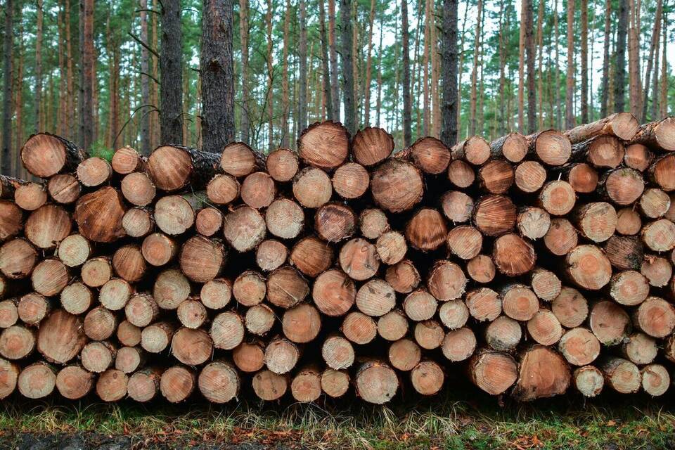 Holz Holz