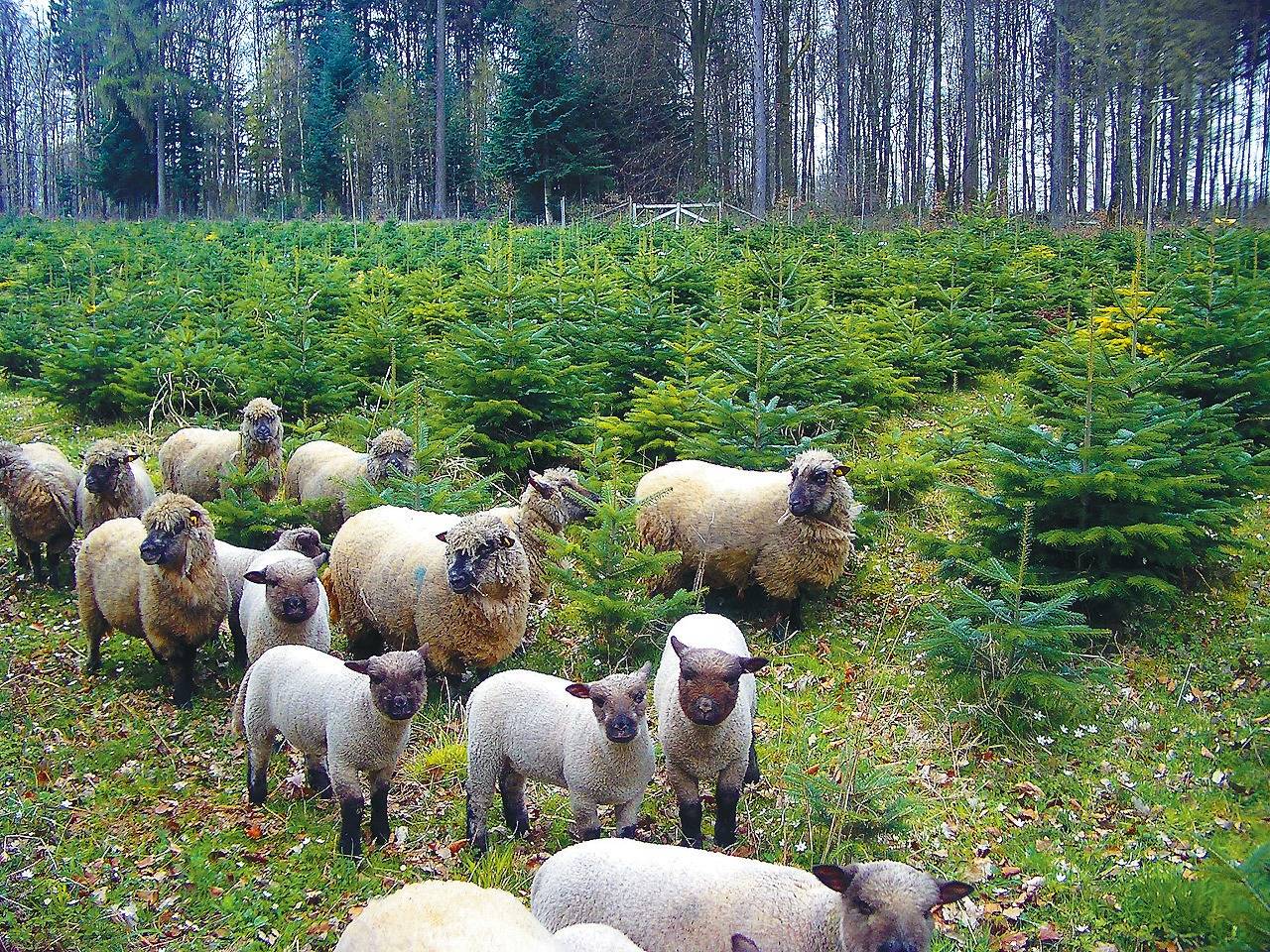 Weihnachtsbäume im NeckarOdenwaldKreis selbst schlagen Eberbach RNZ