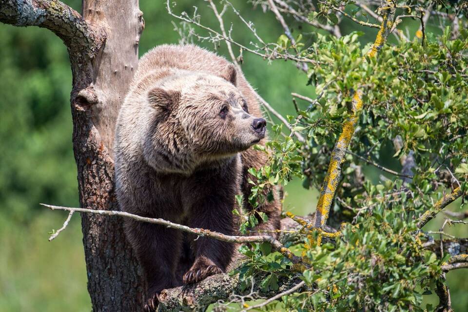 Braunbär im Wildpark Poing