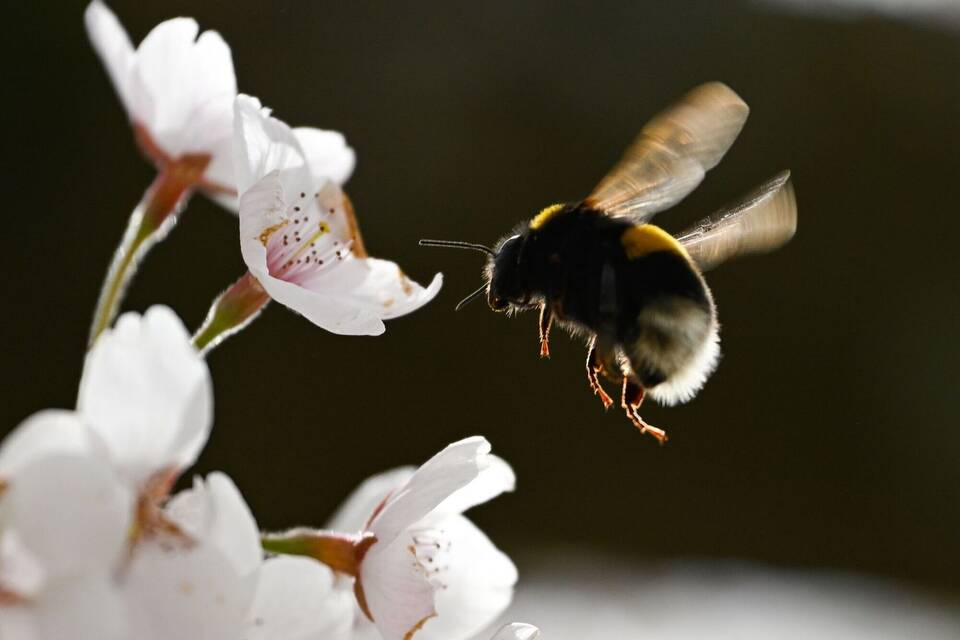 Hummel Hummel