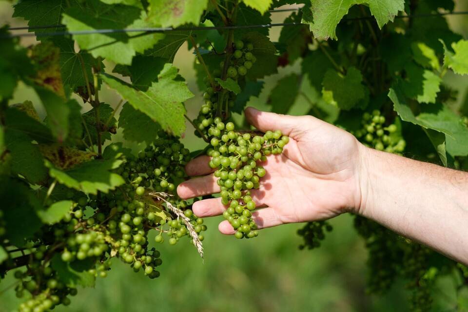 Weingut Weingut