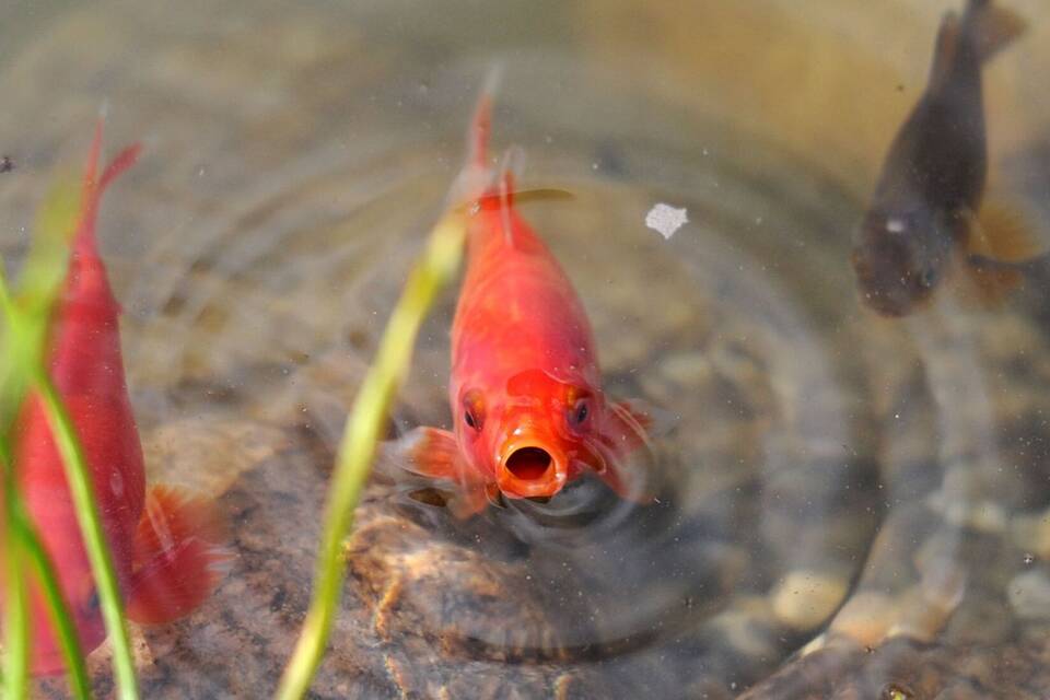 Goldfisch Goldfisch