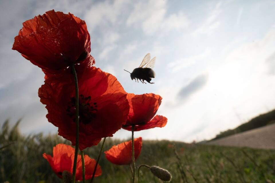 Hummel Hummel