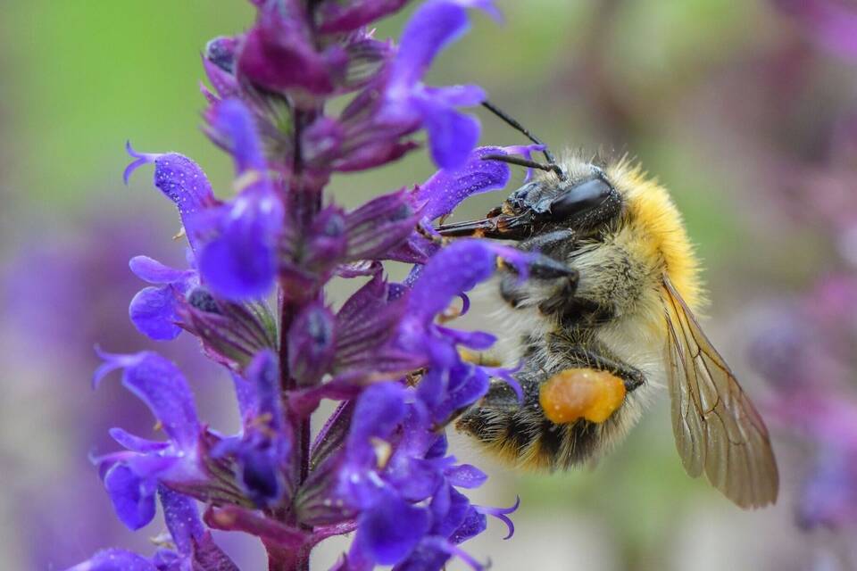 Hummel Hummel